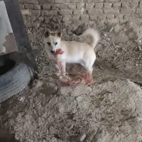 سگ پاکوتاه بسیار عالی