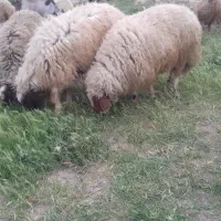 قوچ|حیوانات مزرعه|اسلام‌‌آباد غرب, |دیوار