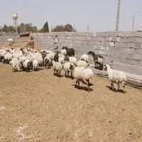 میش|حیوانات مزرعه|رفسنجان, |دیوار