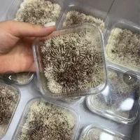 تهیه کیک هویج ،کیک خیس، ترامیسو، کیک شکلاتی