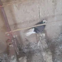 کفتر