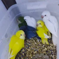 راهب