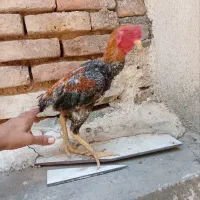 خروس کوشامو کوکو گلد