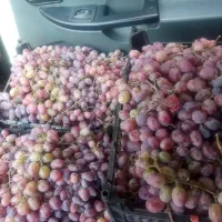 انگور قرمز درشت فوق العاده شیرین
