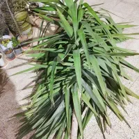 گل یوکا،حیاط ،باغچه