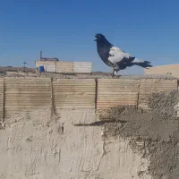 کبوتر رنگه