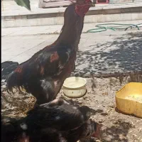 پنج تا مرغ لاری