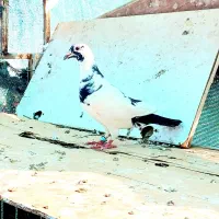 کبوتر ابلغ سیاه ماده