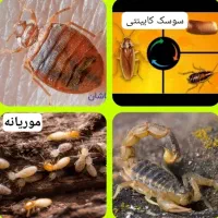 شرکت سمپاشی و موریانه تضمینی دراهواز ساس سوسک موش