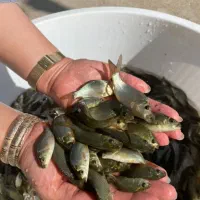 بچه ماهی کپور و امور (گرمابی)