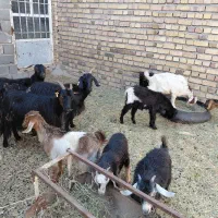 ۳تا بز با ۷تا بزغاله ماده قیمت همه باهم ۶۵تومن