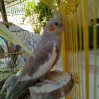 پرنده های اواز خوان و مهربون