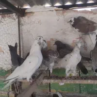 کفتر کبوتر