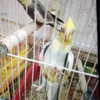 جفت عروس هلندی
