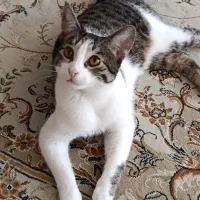 گربه خونگی برای واگذاری