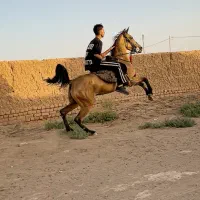 مادیون ترکی