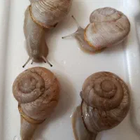 حلزون بالغ