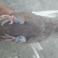 کفتر  دمی
