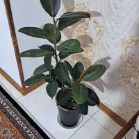 فیکوس سه شاخه فروش فوری تا2روز ب علت مسافرت