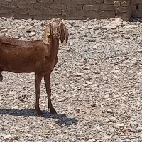 بز ابستن .   گچ کاری و گچ بری