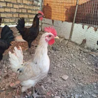 خروس عربی