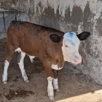 گوساله سیمنتال درجه یک