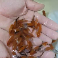 دم شمشیری سانشو کوی