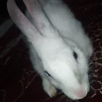 خرگوش زیبا و خوشگل ماده