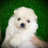 پامر خرسی عزوسککی سفید