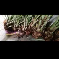 فروش دومیت برخی اصل