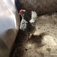 جوجه چهل تاج کاکولی