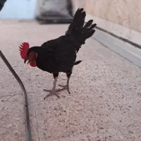 دو تا جوجه مرغ کاکلی رسمی  و یک خروس محلی