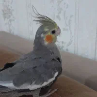 عروس هلندی نر و ماده
