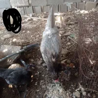 2تا مرغ یه خروس محلی