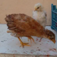 اردک مرغ خروس  جوجه