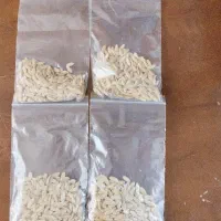 بزر درجه یک خربزه