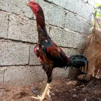مرغ خروس لاری تاج مهر
