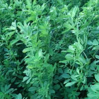یونجه