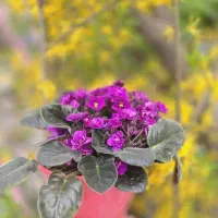 گل های تزئینی و خانگی