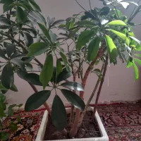 گل شلفراوگل پوتوس