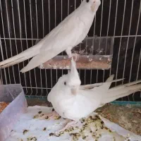 جفت عروس البینو