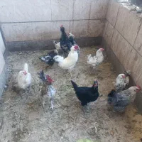 مرغ و خروس  و جوجه گلین و اردک