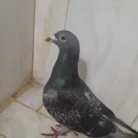 کبوتر
