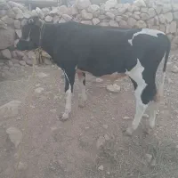 گاو|حیوانات مزرعه|کوهدشت, |دیوار