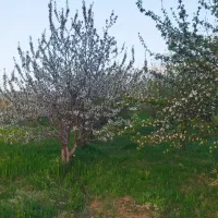 سیمکارت ۹۱۲ رند