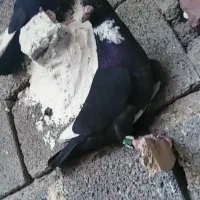 سیاپلنگ