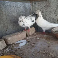 یه جف کبوتر