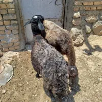 دوتا میش جوان سه زه