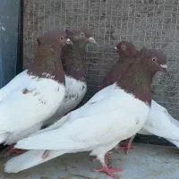 کله سرخ