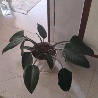 گل اپارتمانی
